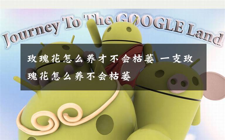 玫瑰花怎么养才不会枯萎 一支玫瑰花怎么养不会枯萎