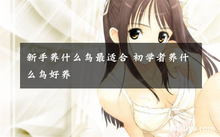新手养什么鸟最适合 初学者养什么鸟好养