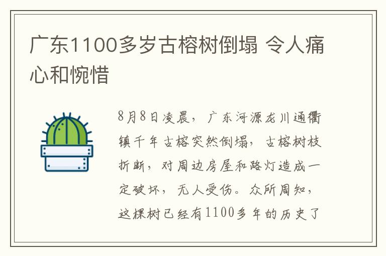 广东1100多岁古榕树倒塌 令人痛心和惋惜