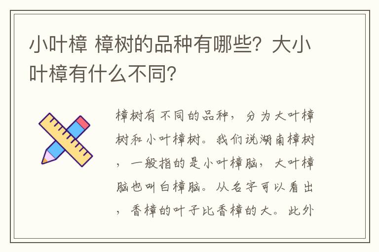 小叶樟 樟树的品种有哪些?大小叶樟有什么不同?