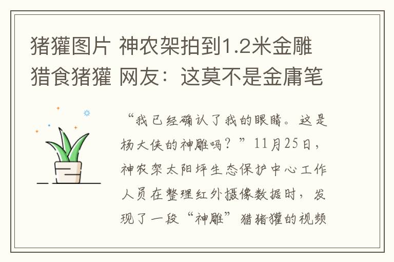 猪獾图片 神农架拍到1.2米金雕猎食猪獾 网友:这莫不是金庸笔下的神雕?