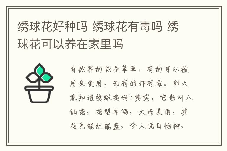 绣球花好种吗 绣球花有毒吗 绣球花可以养在家里吗