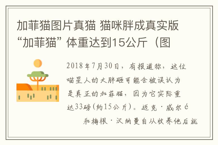 加菲猫图片真猫 猫咪胖成真实版“加菲猫” 体重达到15公斤(图)