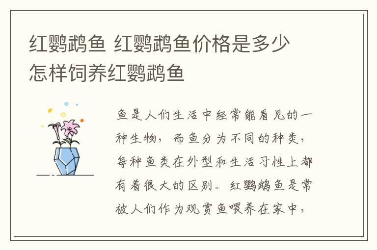 红鹦鹉鱼 红鹦鹉鱼价格是多少 怎样饲养红鹦鹉鱼