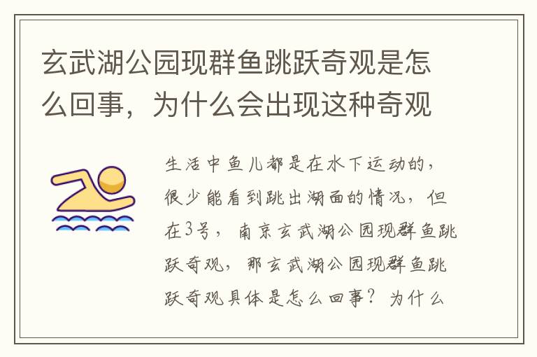 玄武湖公园现群鱼跳跃奇观是怎么回事,为什么会出现这种奇观