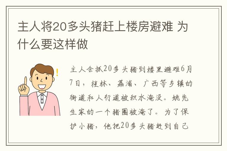 主人将20多头猪赶上楼房避难 为什么要这样做