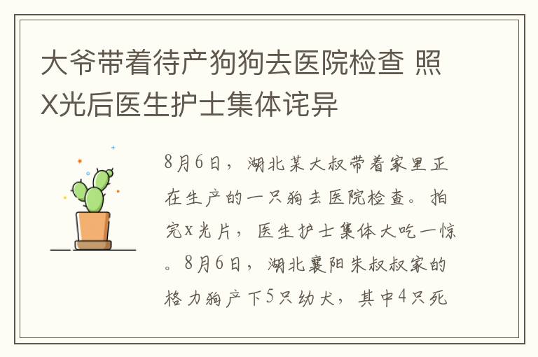 大爷带着待产狗狗去医院检查 照X光后医生护士集体诧异