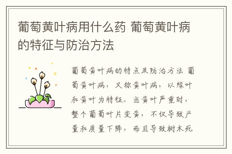 葡萄黄叶病用什么药 葡萄黄叶病的特征与防治方法