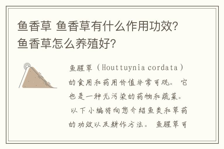 鱼香草 鱼香草有什么作用功效?鱼香草怎么养殖好?