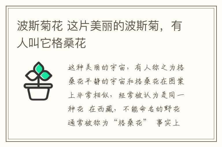 波斯菊花 这片美丽的波斯菊,有人叫它格桑花