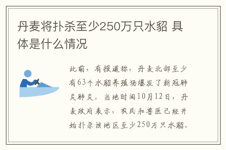丹麦将扑杀至少250万只水貂 具体是什么情况