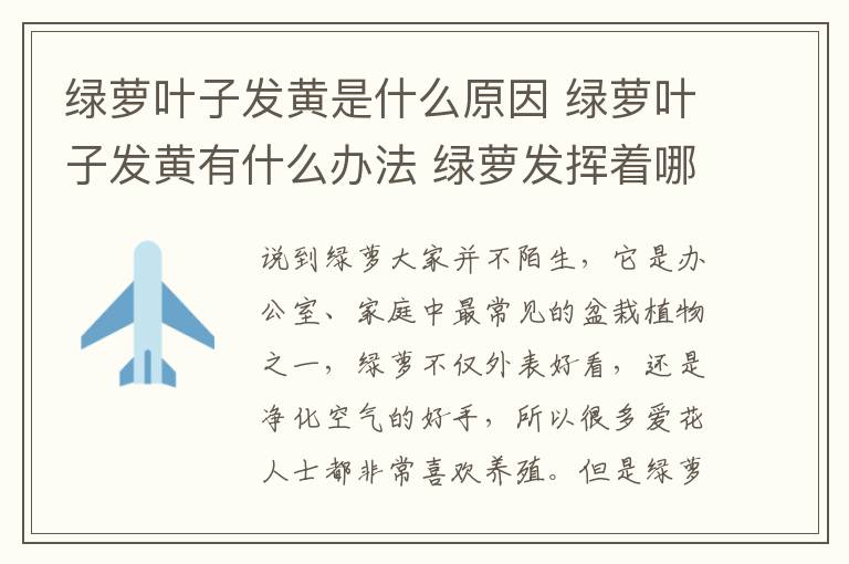 绿萝叶子发黄是什么原因 绿萝叶子发黄有什么办法 绿萝发挥着哪些作用