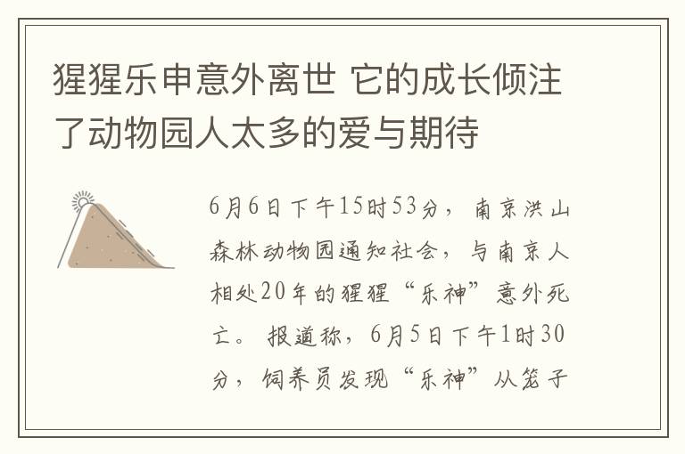 猩猩乐申意外离世 它的成长倾注了动物园人太多的爱与期待