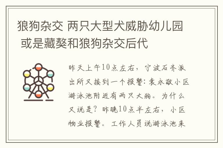 狼狗杂交 两只大型犬威胁幼儿园 或是藏獒和狼狗杂交后代