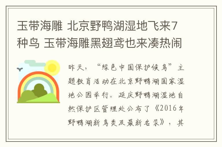 玉带海雕 北京野鸭湖湿地飞来7种鸟 玉带海雕黑翅鸢也来凑热闹