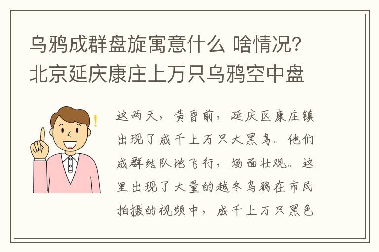 乌鸦成群盘旋寓意什么 啥情况?北京延庆康庄上万只乌鸦空中盘旋
