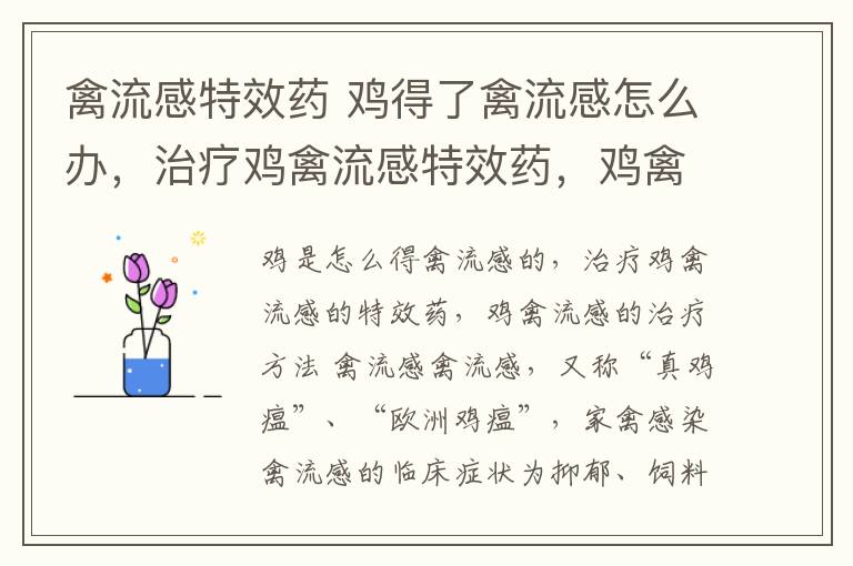 禽流感特效药 鸡得了禽流感怎么办,治疗鸡禽流感特效药,鸡禽流感的治疗方法