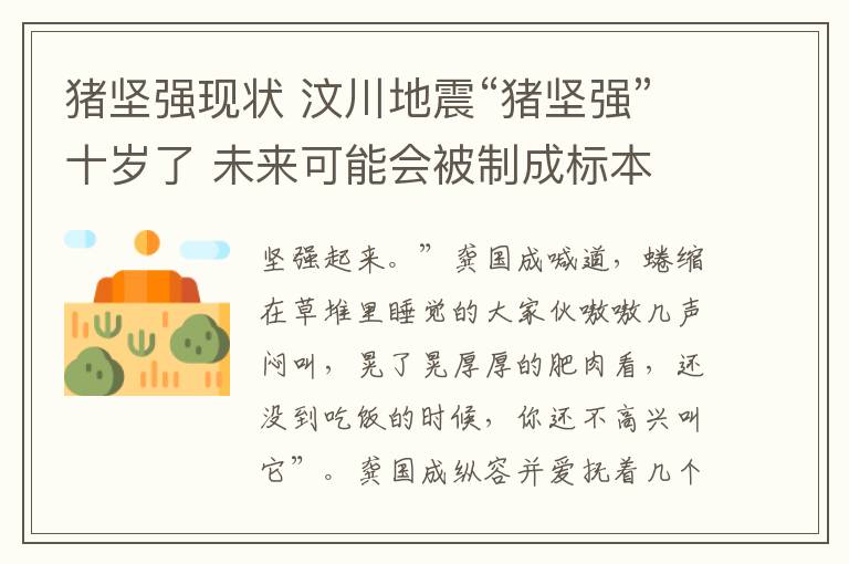 猪坚强现状 汶川地震“猪坚强”十岁了 未来可能会被制成标本