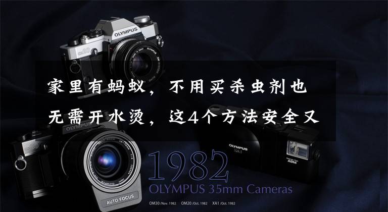 家里有蚂蚁，不用买杀虫剂也无需开水烫，这4个方法安全又好用