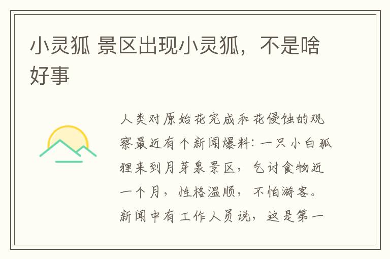 小灵狐 景区出现小灵狐,不是啥好事