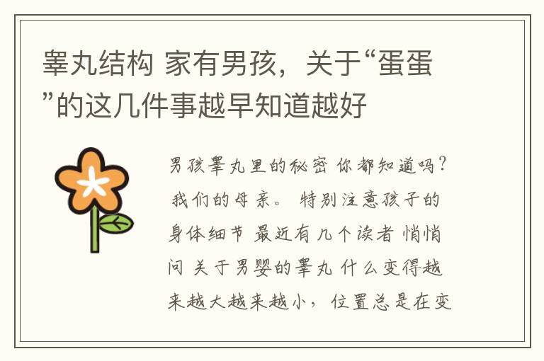 睾丸结构 家有男孩,关于“蛋蛋”的这几件事越早知道越好