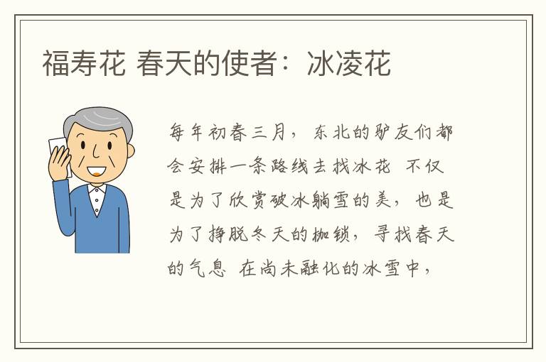 福寿花 春天的使者:冰凌花