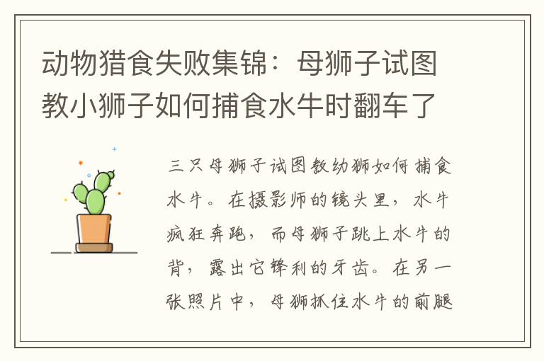 动物猎食失败集锦:母狮子试图教小狮子如何捕食水牛时翻车了