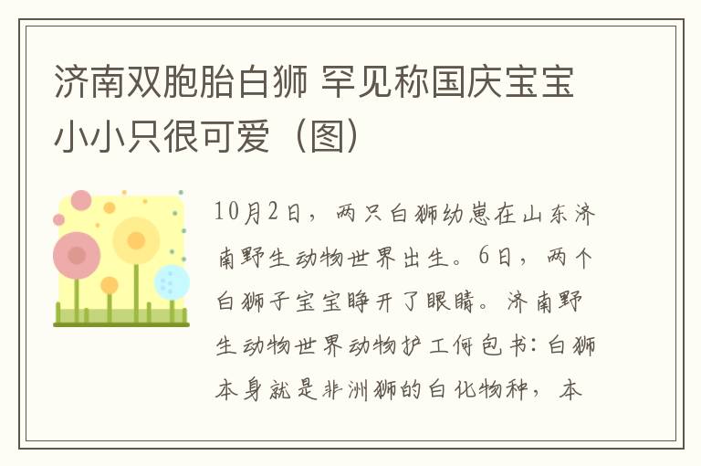 济南双胞胎白狮 罕见称国庆宝宝小小只很可爱(图)