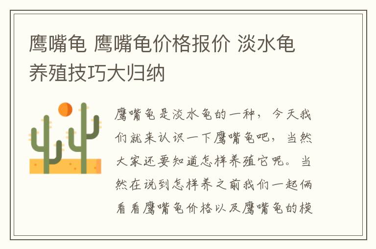 鹰嘴龟 鹰嘴龟价格报价 淡水龟养殖技巧大归纳