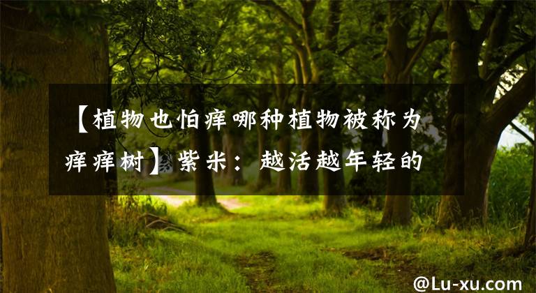 【植物也怕痒哪种植物被称为痒痒树】紫米:越活越年轻的痒树