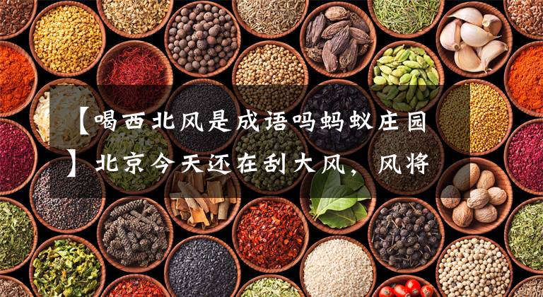 【喝西北风是成语吗蚂蚁庄园】北京今天还在刮大风,风将达到8级。