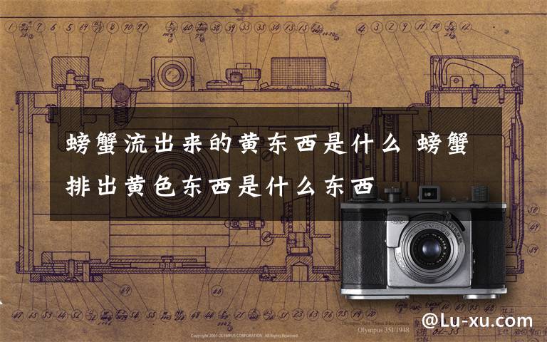 螃蟹流出来的黄东西是什么 螃蟹排出黄色东西是什么东西