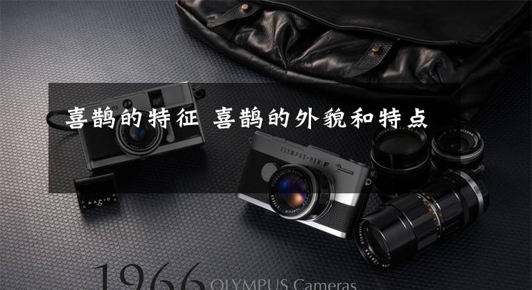 喜鹊的特征 喜鹊的外貌和特点