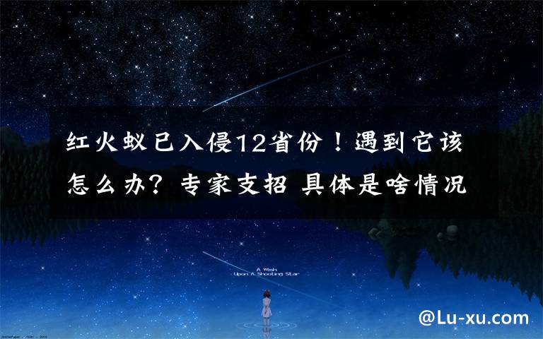 红火蚁已入侵12省份!遇到它该怎么办?专家支招 具体是啥情况?