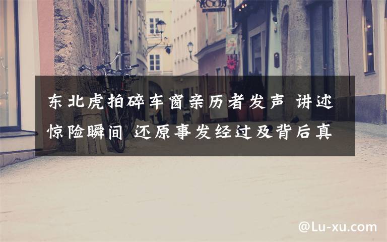 东北虎拍碎车窗亲历者发声 讲述惊险瞬间 还原事发经过及背后真相!