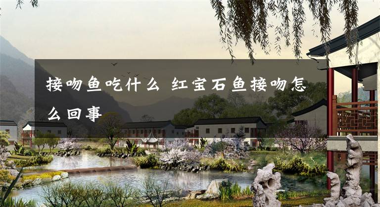 接吻鱼吃什么 红宝石鱼接吻怎么回事