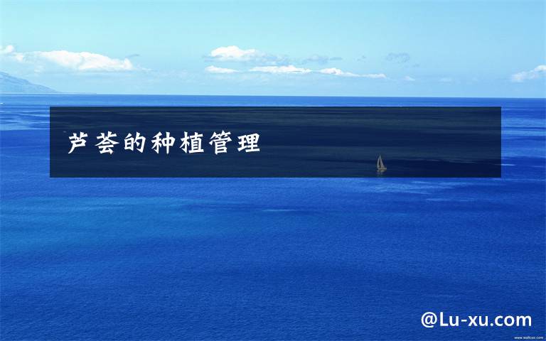 芦荟的种植管理