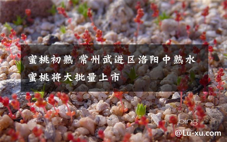 蜜桃初熟 常州武进区洛阳中熟水蜜桃将大批量上市