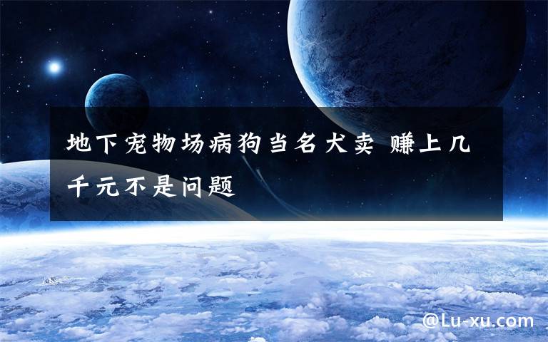 地下宠物场病狗当名犬卖 赚上几千元不是问题