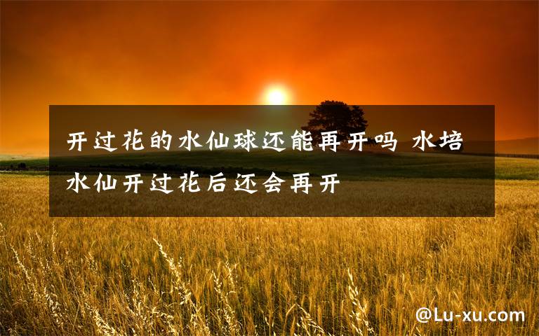 开过花的水仙球还能再开吗 水培水仙开过花后还会再开