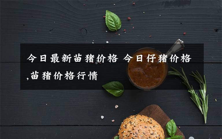 今日最新苗猪价格 今日仔猪价格,苗猪价格行情