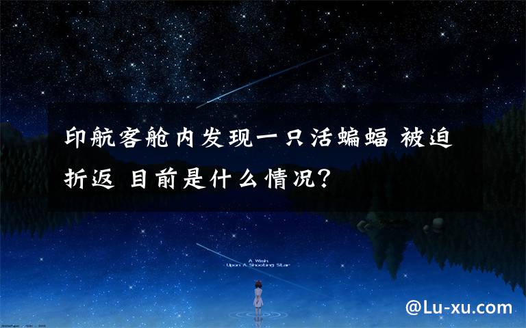 印航客舱内发现一只活蝙蝠 被迫折返 目前是什么情况?