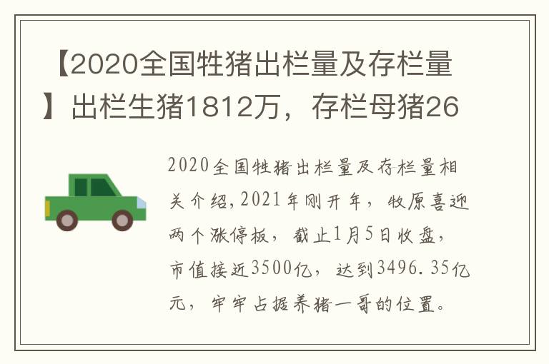【2020全国牲猪出栏量及存栏量】出栏生猪1812万,存栏母猪262万…牧原稳居养猪一哥