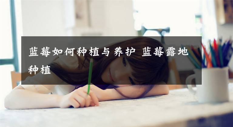蓝莓如何种植与养护 蓝莓露地种植