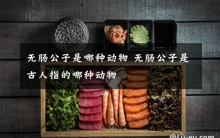 无肠公子是哪种动物 无肠公子是古人指的哪种动物