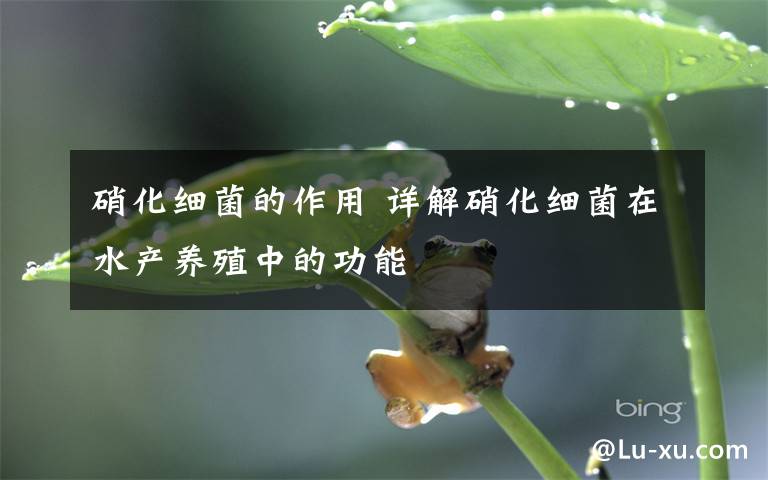 硝化细菌的作用 详解硝化细菌在水产养殖中的功能