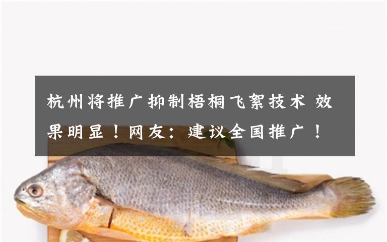 杭州将推广抑制梧桐飞絮技术 效果明显!网友:建议全国推广!