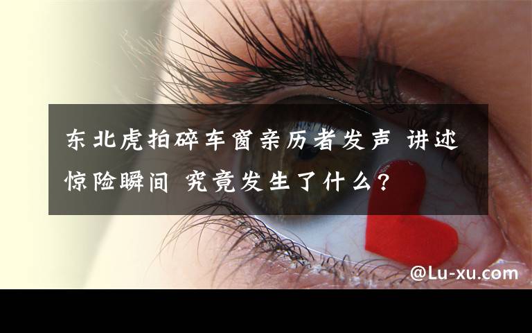 东北虎拍碎车窗亲历者发声 讲述惊险瞬间 究竟发生了什么?