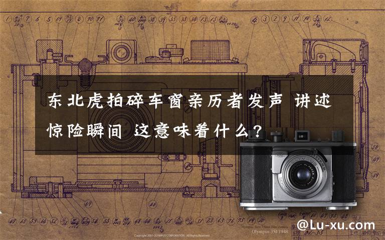 东北虎拍碎车窗亲历者发声 讲述惊险瞬间 这意味着什么?