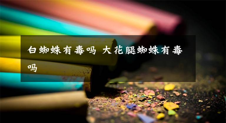 白蜘蛛有毒吗 大花腿蜘蛛有毒吗